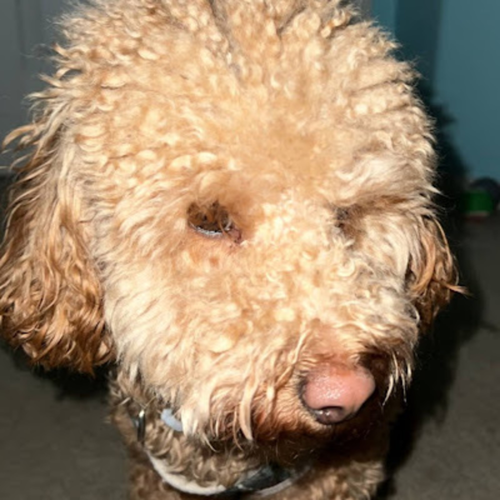 Meet your Posher, Monica